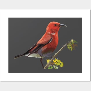 ‘Apapane, a Hawaiian Honeycreeper Posters and Art